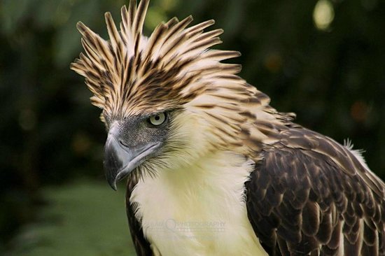 Eagle The National Animal Of Nigeria