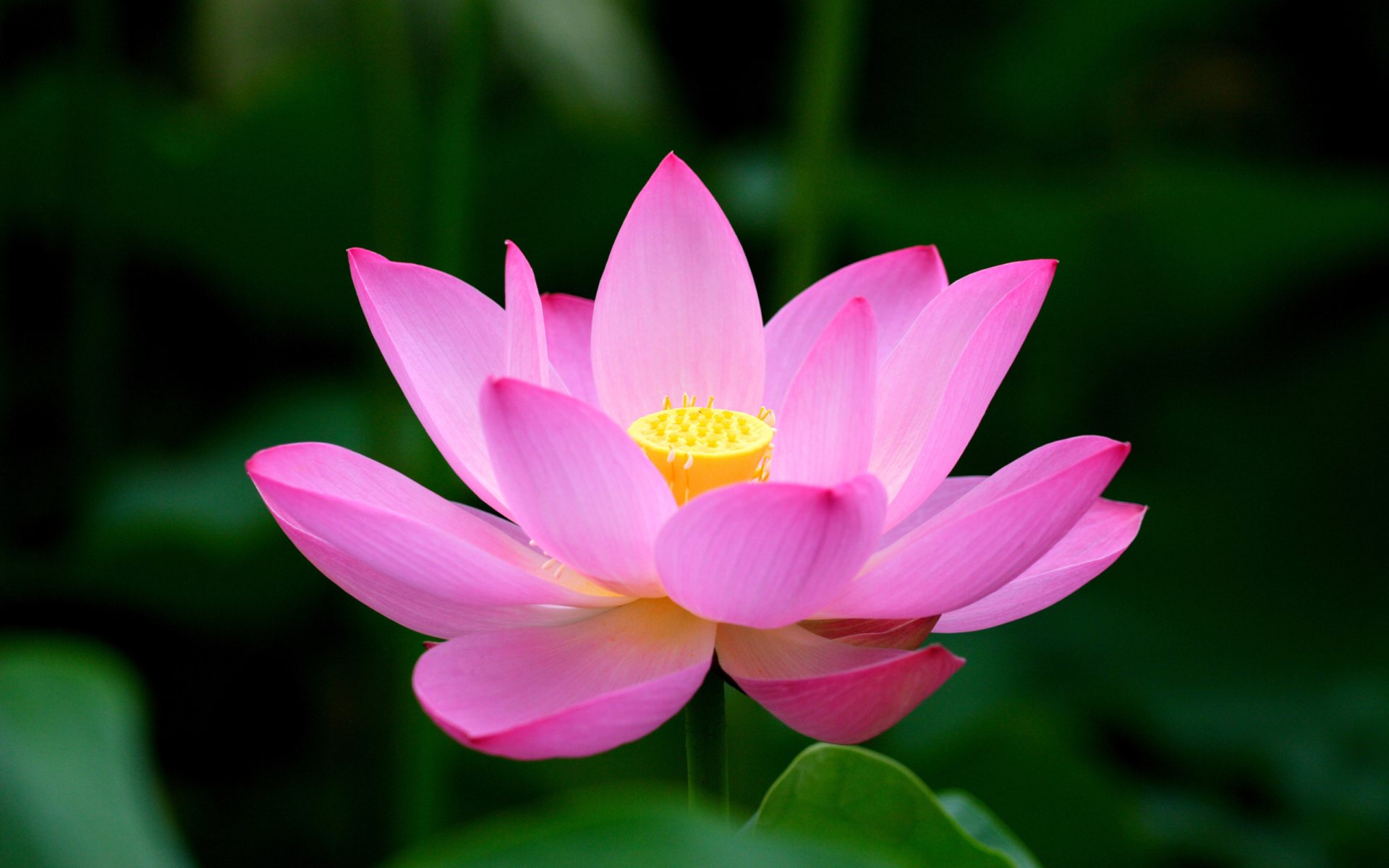 lotus-the-national-flower-of-india