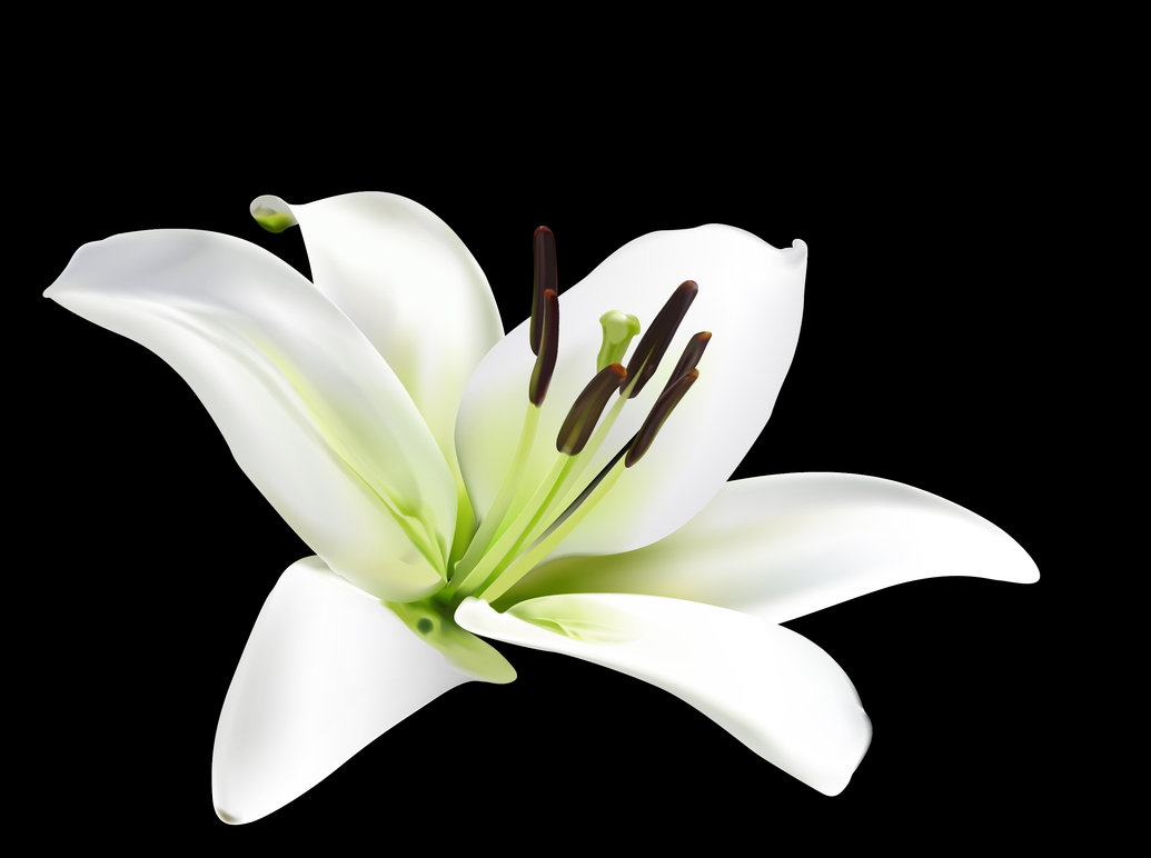 lily-the-national-flower-of-italy