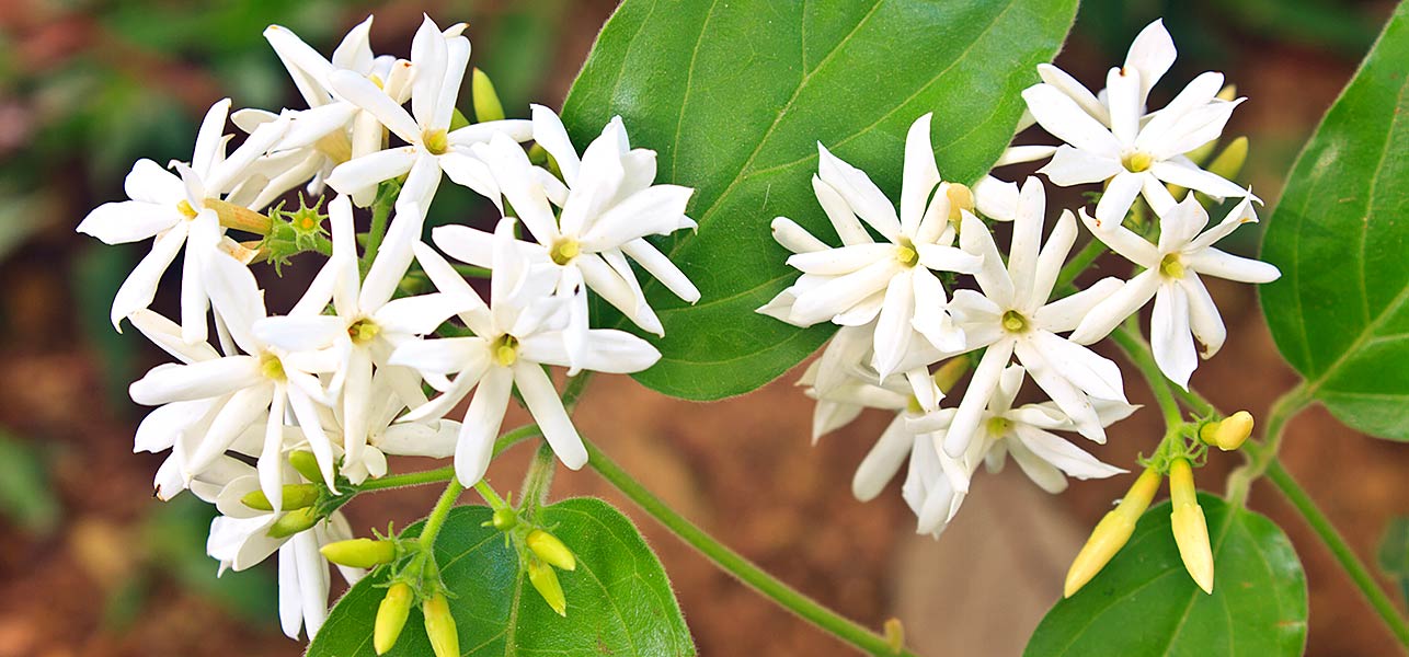 Jasmine The National Flower Of Pakistan