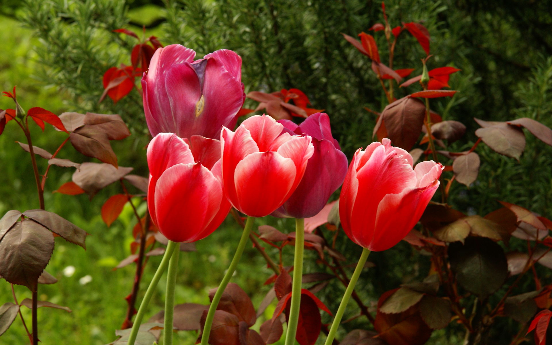 Tulip The National Flower of Turkey