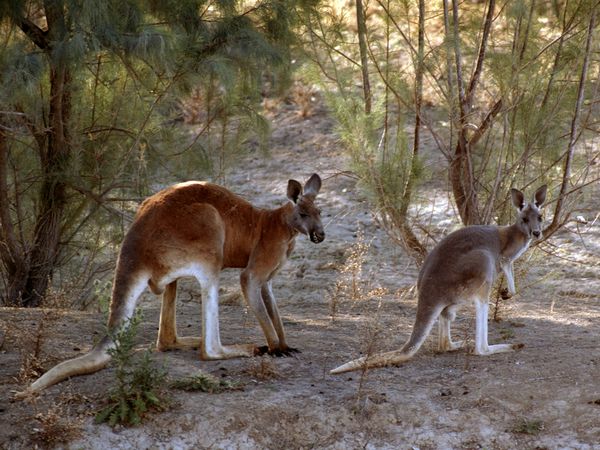 national animal of australia