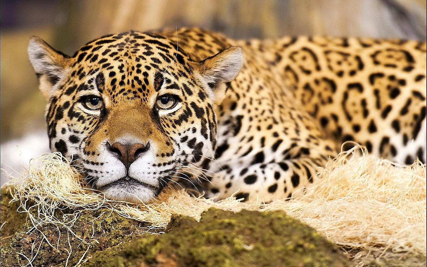 jaguar-the-national-animal-of-brazil