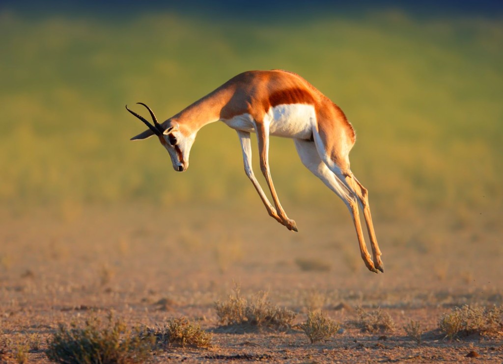 springbok-the-national-animal-of-south-africa