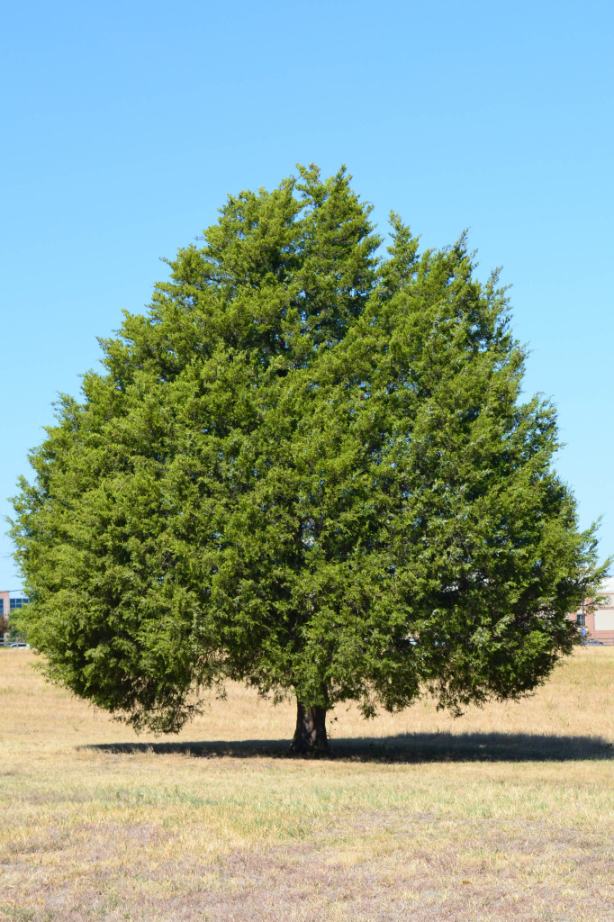 cedar tree national flower of lebanon