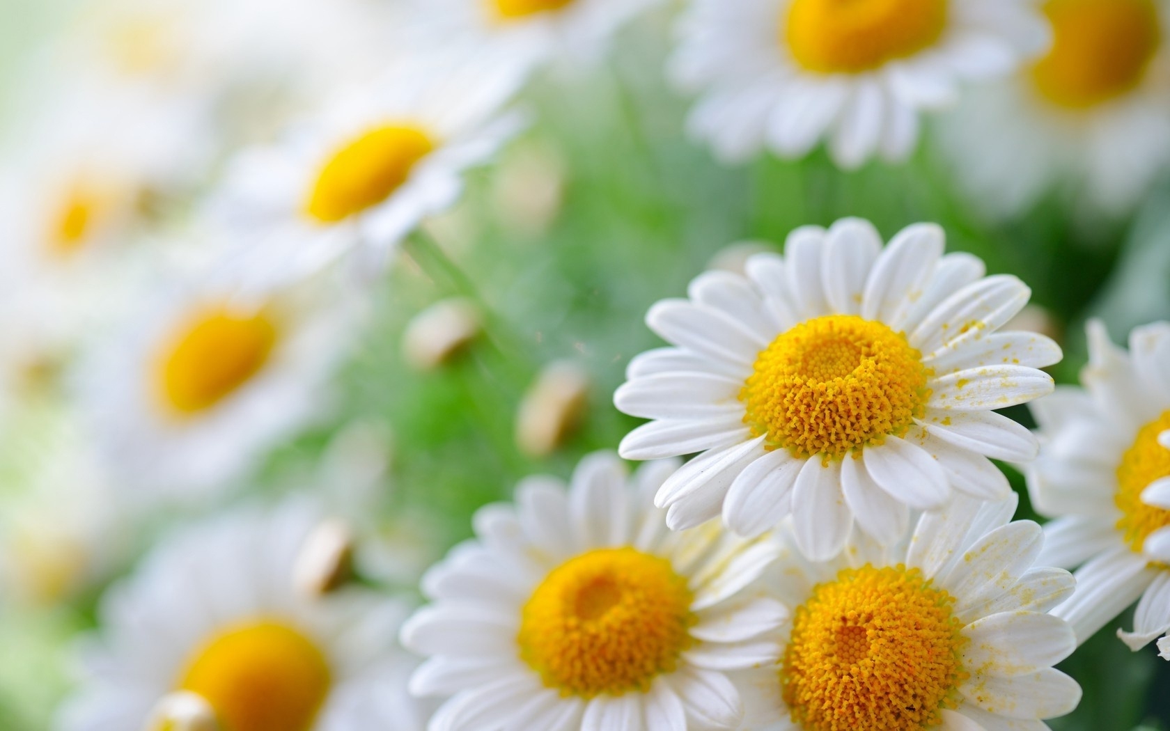 Chamomile - The national flower or Russia