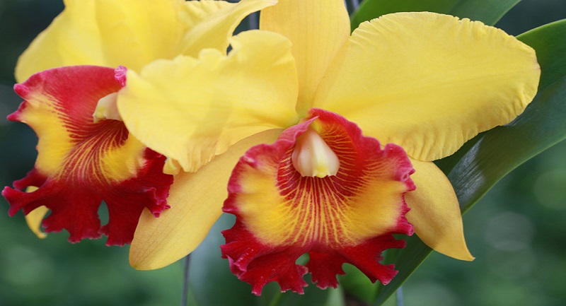 cattleya-orchid-the-national-flower-of-brazil