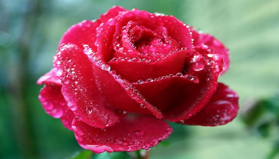 Rose: The National Flower of Ecuador