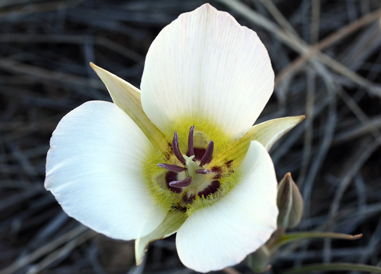 White Lily Is The National Flower Of Which Country