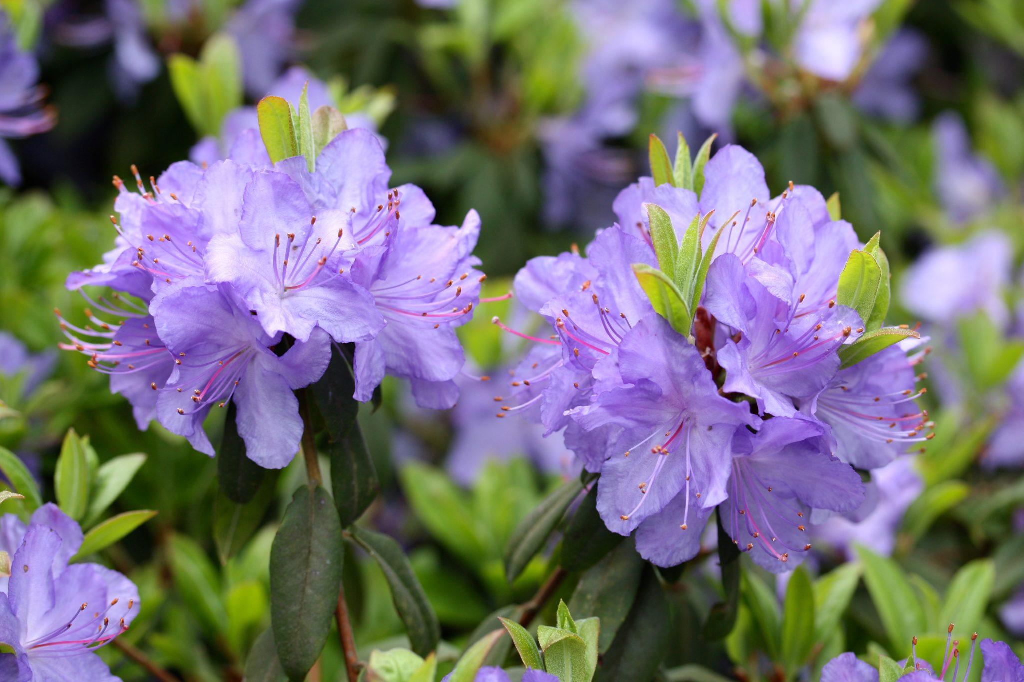 rhododendron the national flower of nepla