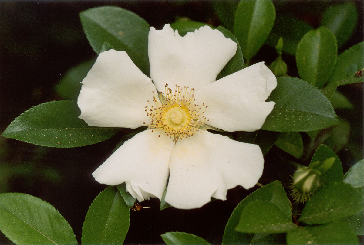 Rosa Laevigata National Flower Of Georgia Helo National All About 