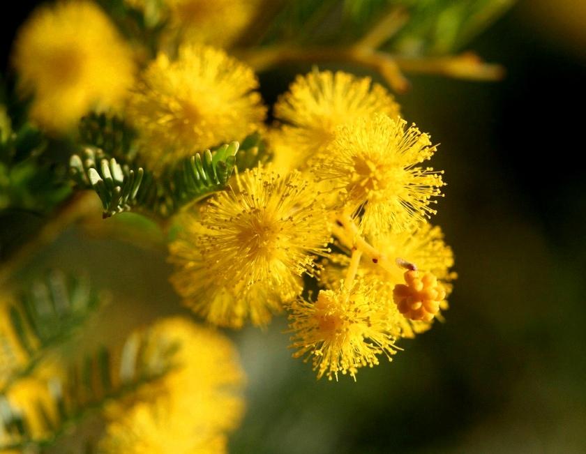 Flower Of Australia