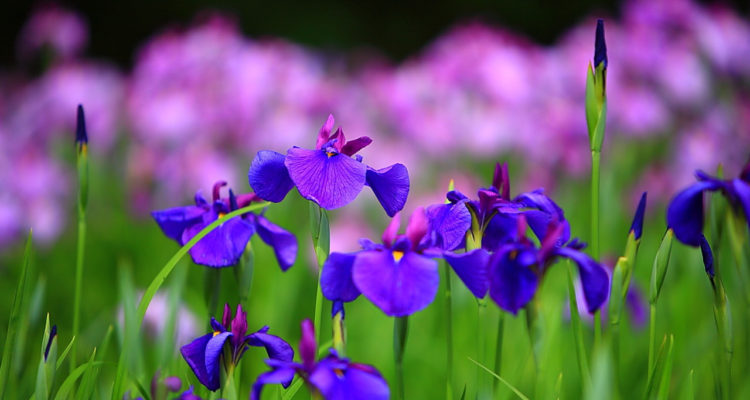 What Is The Official Flower Of France