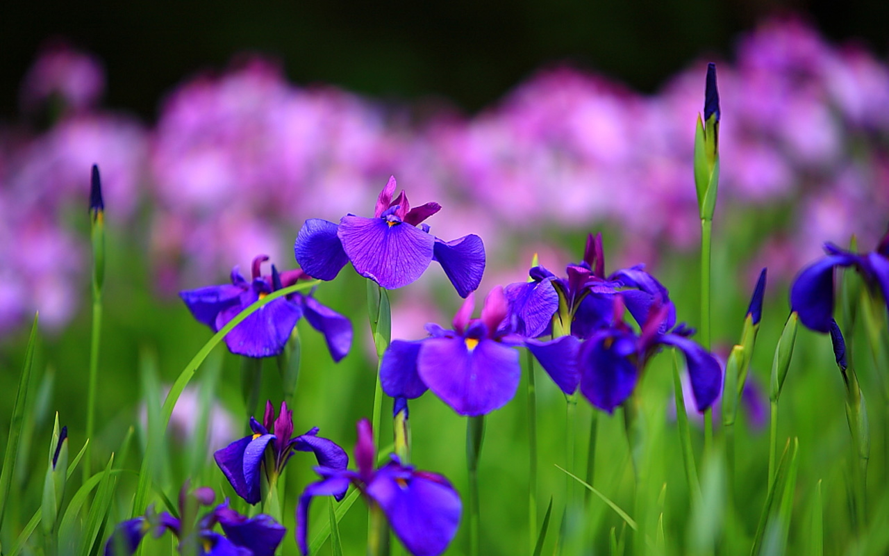 What Is The National Flower Of France Lily