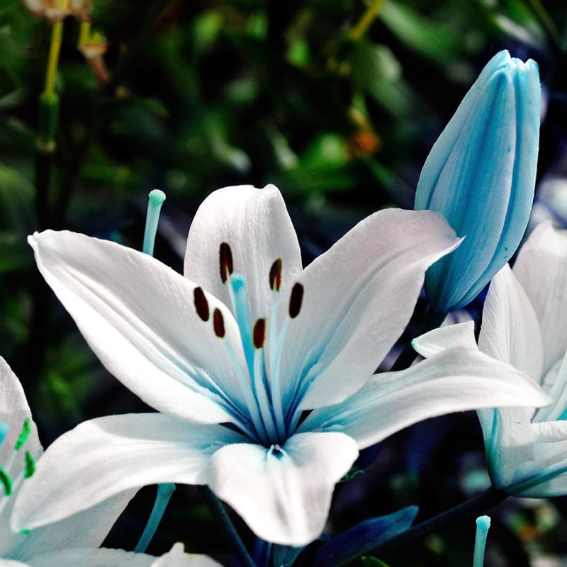 Lily: The National Flower of Italy