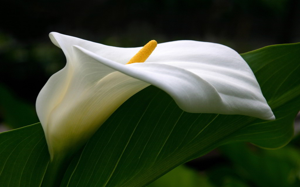 National Flower Of Ethiopia calla lily