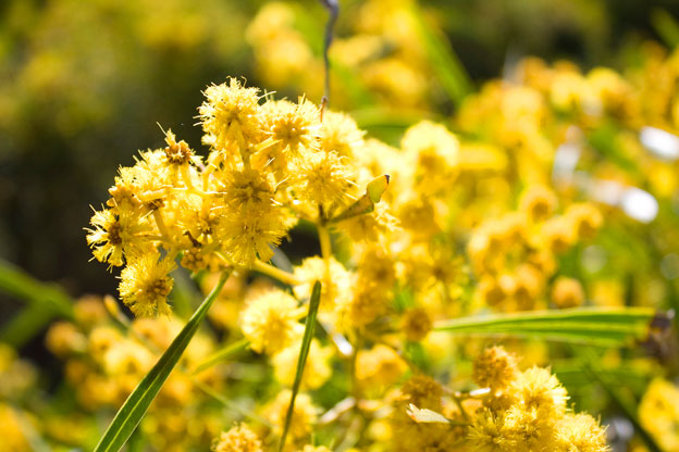 National Flower of Australia GOLDEN WATTLE