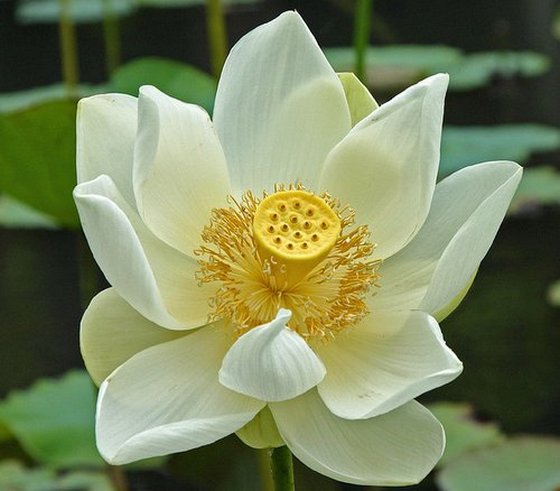White Egyptian Lotus: The National Flower of Egypt