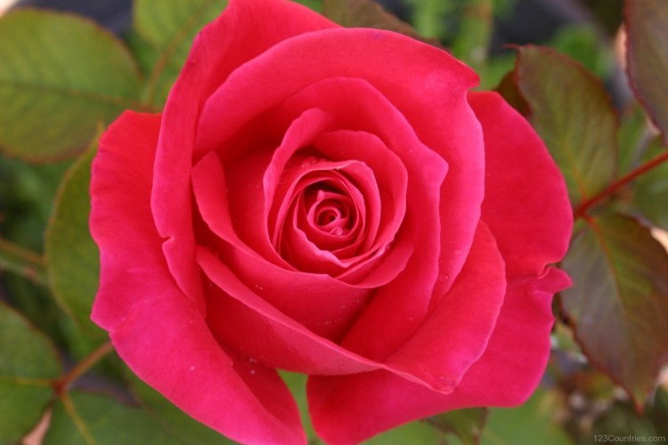 National Flower of Iraq ROSE