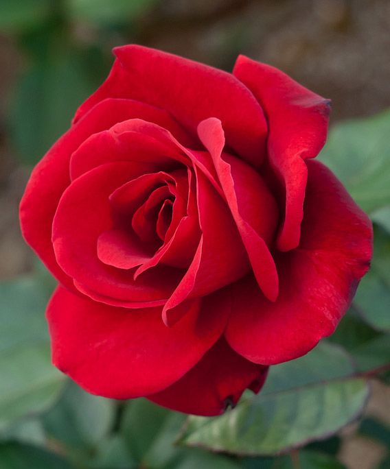 Rose: The National Flower of United States | HELONATIONAL.com