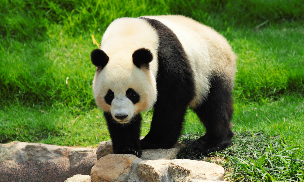 Giant Panda: The National Animal of China