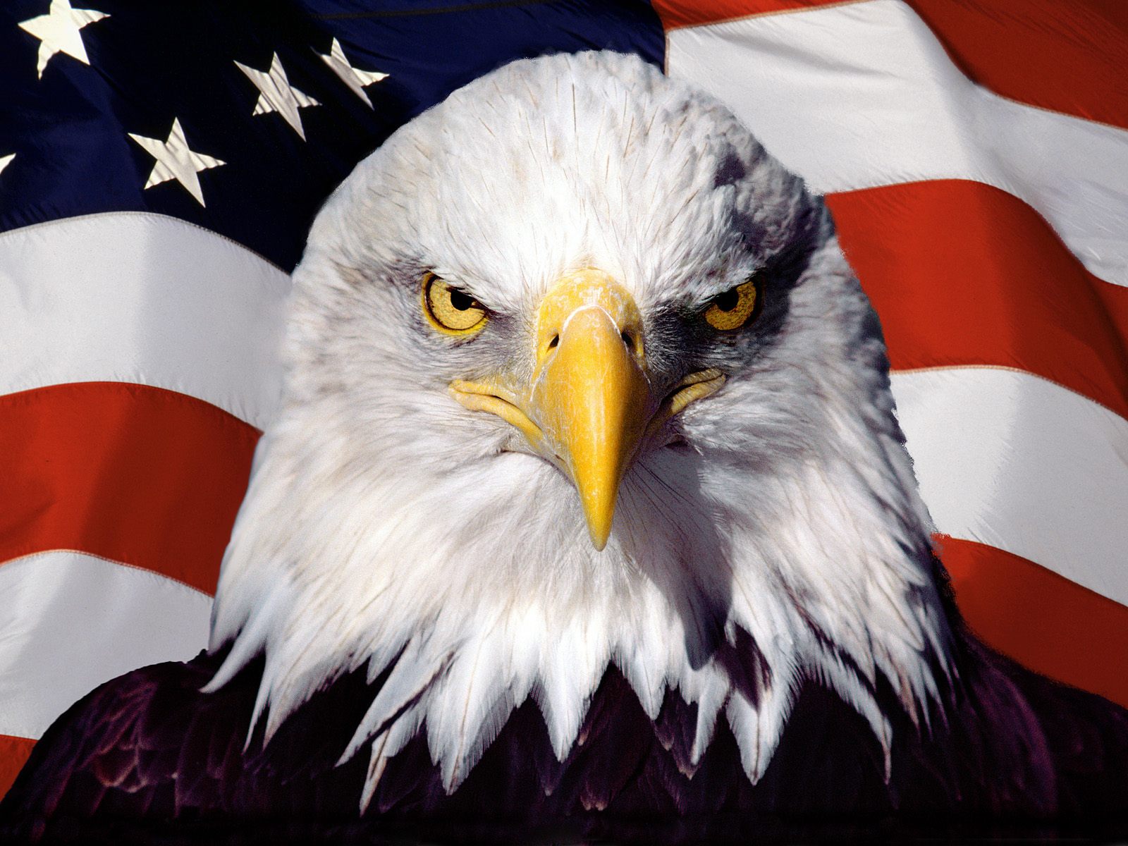 National Bird of USA