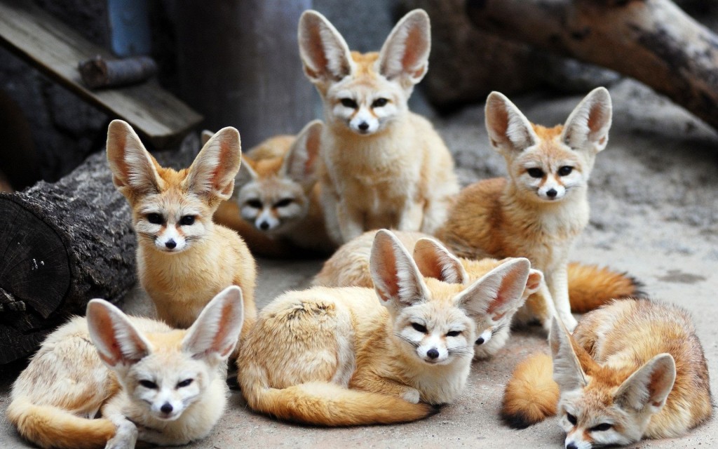 National animal of algeria fennec fox