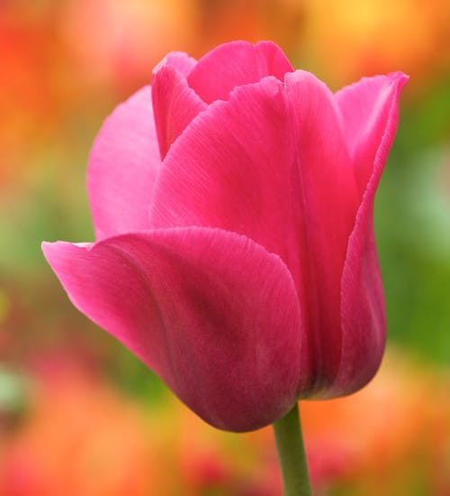 National flower of Afghanistan is Tulip