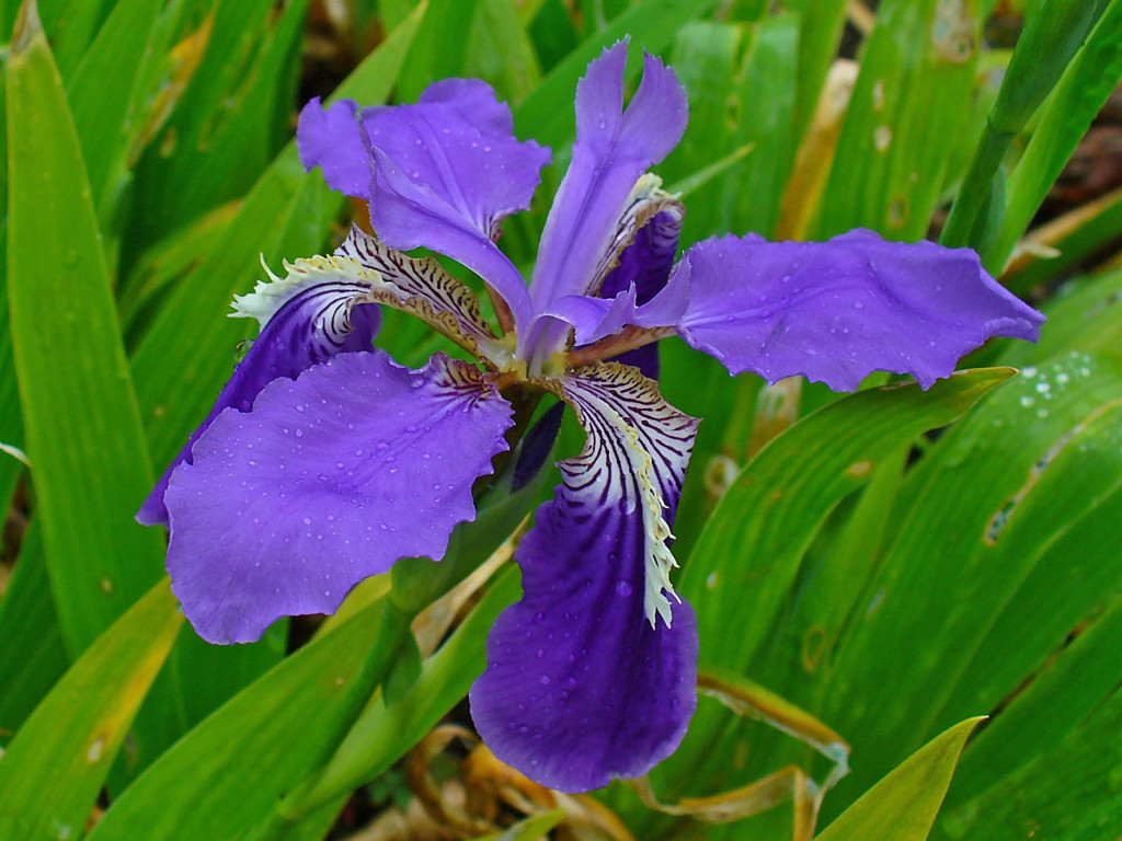 National flower of Algeria