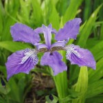 National flower of Algeria Iris