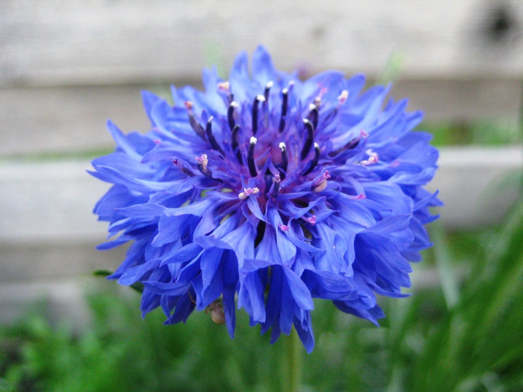 Centaurea Cyanus The National Flower of Germany