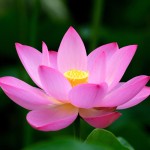 National flower of India Lotus