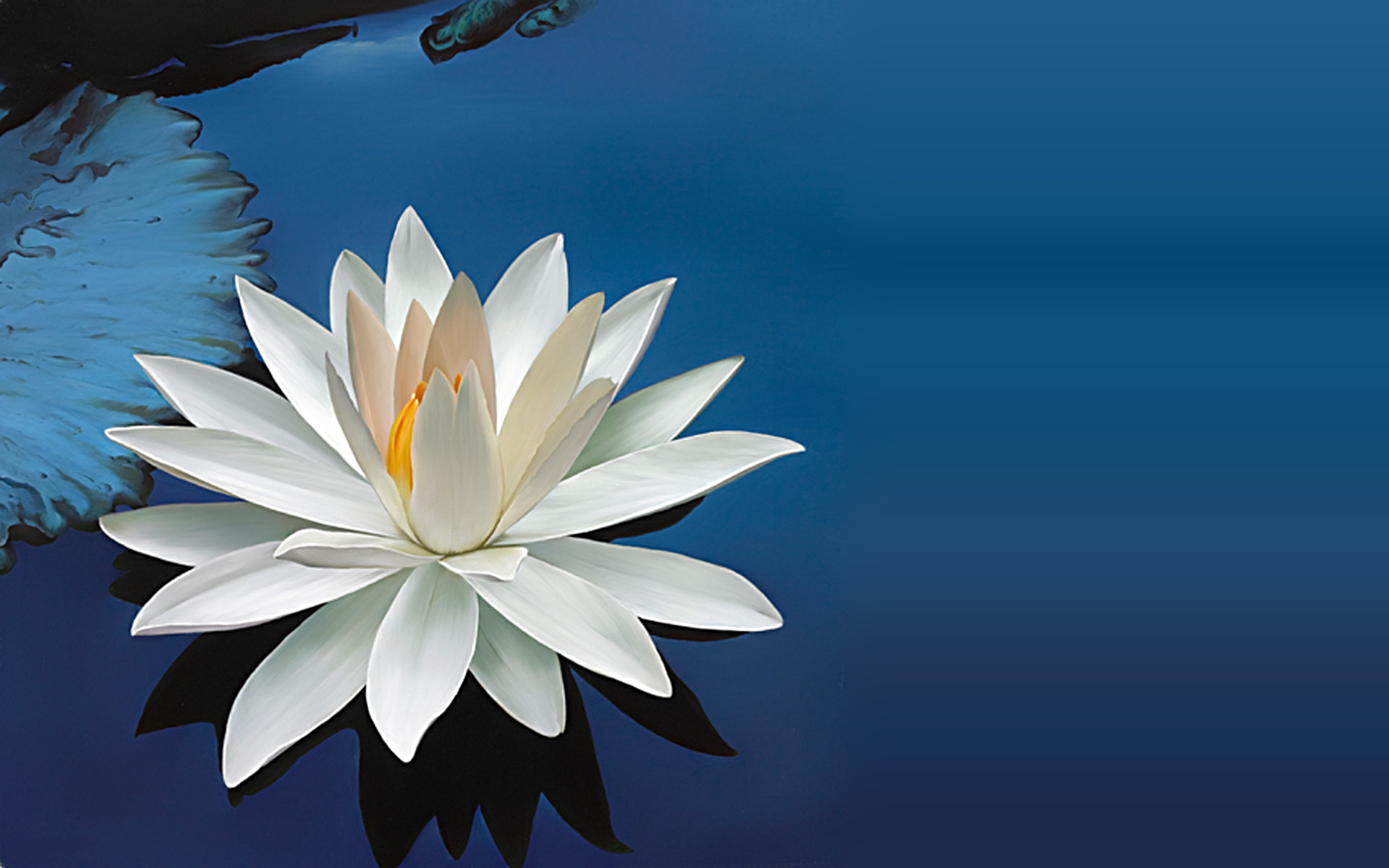 National flower of India white lotus