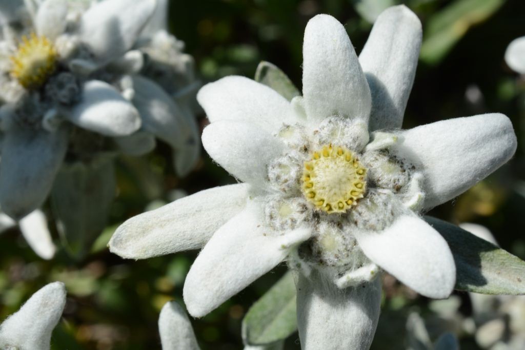 Edelweiss National flower of Switzerland