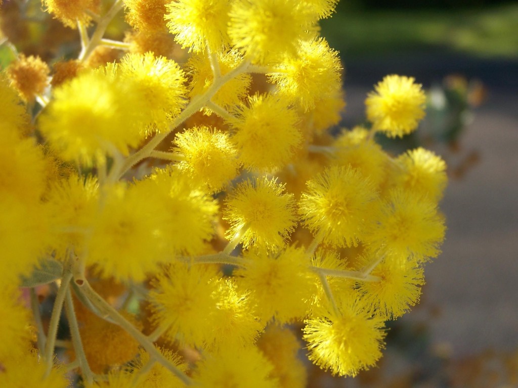 State Flowers Of Australia