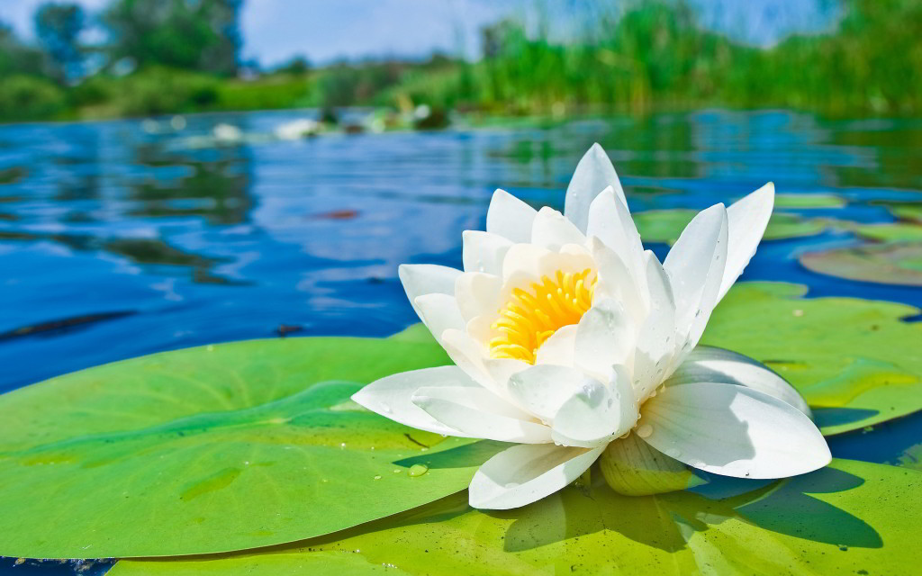 water-lily-the-national-flower-of-bangladesh