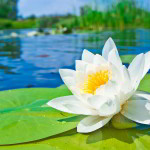 National flower of bangladesh white water lily
