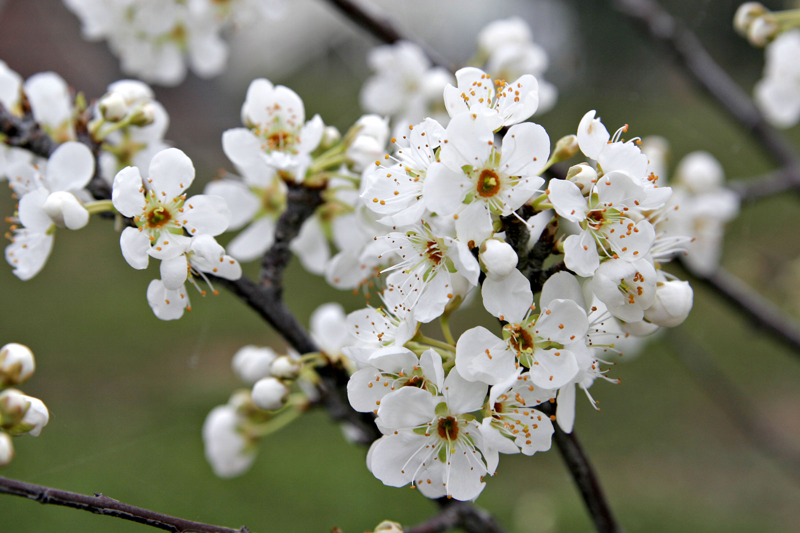 National Flower Of China