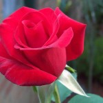 National flower of czech republic rose