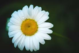 Marguerite Daisy: The National Flower Of Denmark