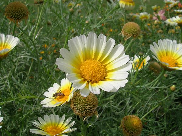 National flower of denmark marguerite daisy