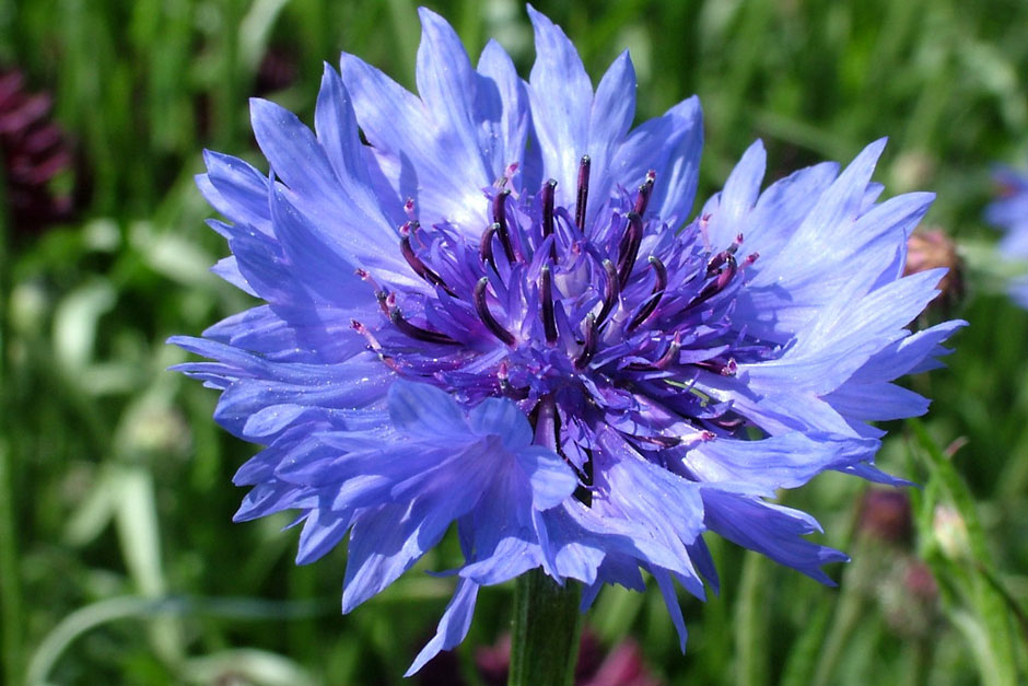 Centaurea Cyanus The National Flower of Germany