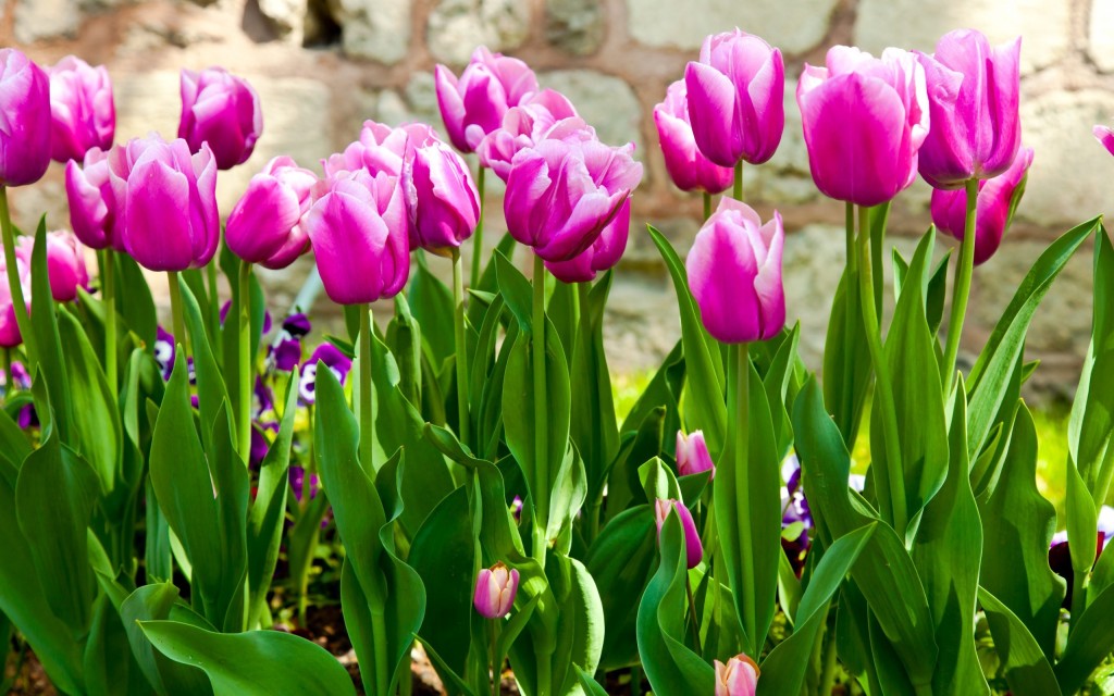 National flower of hungary