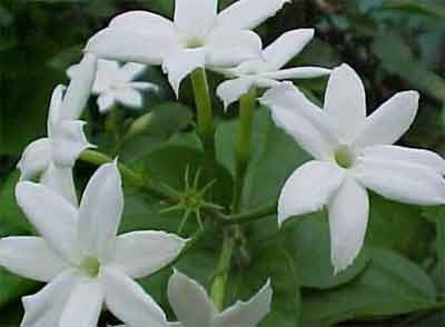 National flower of indonesia