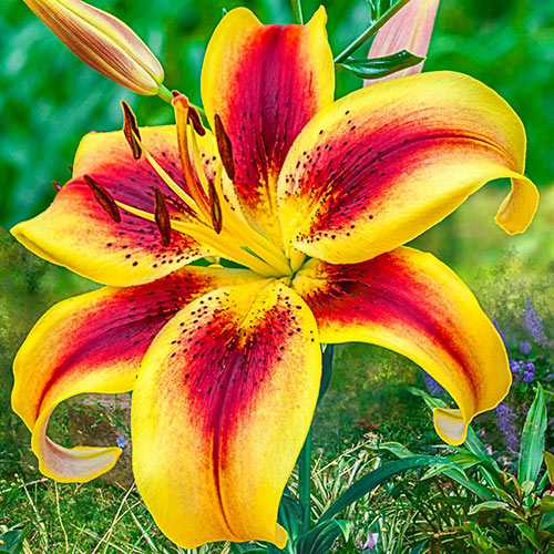 Italian Lily National Flower