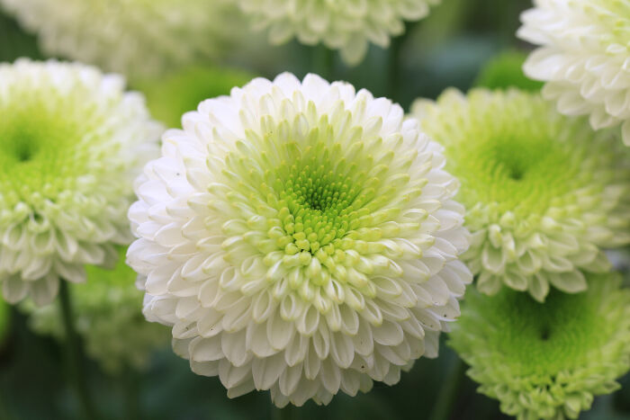 National flower of japan chrysanthemum