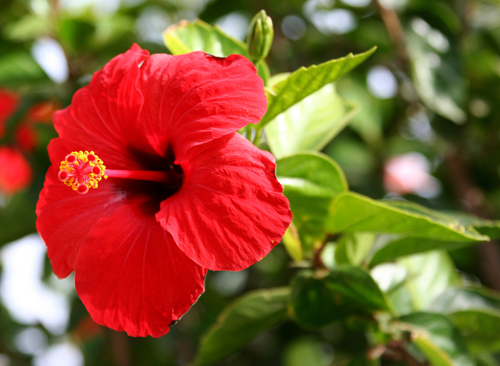 Hibiscus Rosa-Sinensis: The National Flower of Malaysia