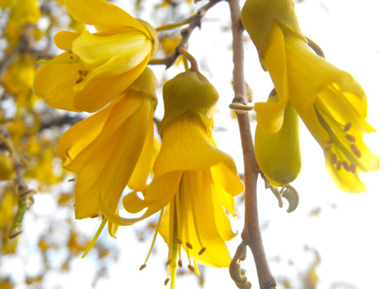 National flower of new zealand