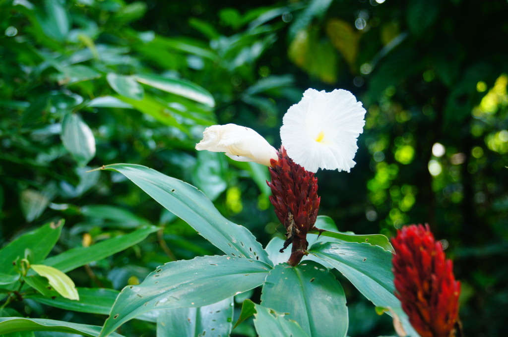 What Is The National Symbol Flower In Nigeria