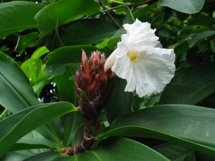 What Is The National Symbols Flower Of Nigeria